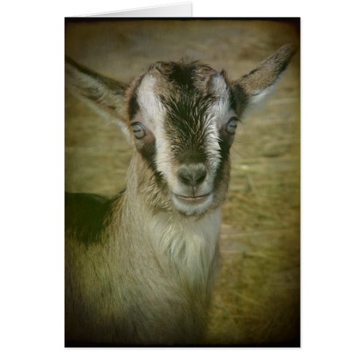 Bunny the Goat (Voorkant)