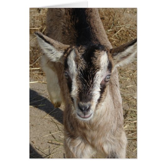 Bunny the Goat (Voorkant)