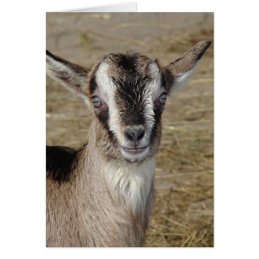 Bunny the Goat (Voorkant)