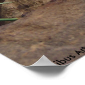 Bunny whisker poster (Hoek)