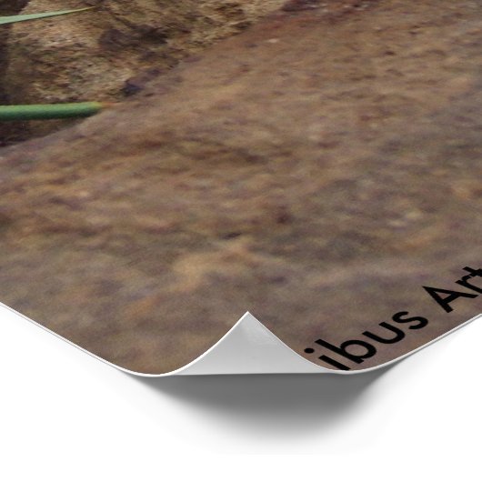 Bunny whisker poster (Hoek)