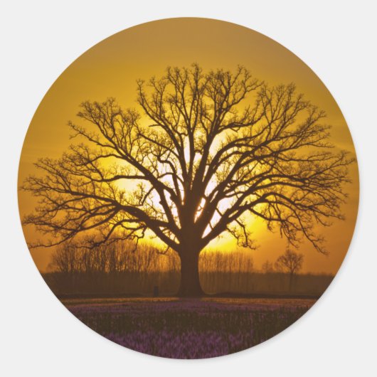Bur Oak Sunset Ronde Sticker (Voorkant)