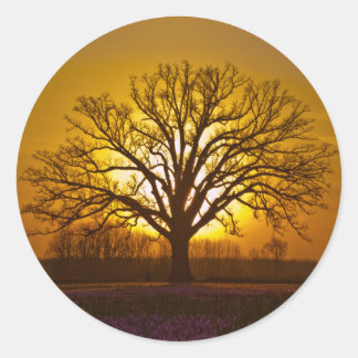 Bur Oak Sunset Ronde Sticker