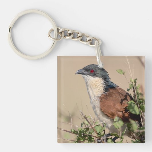 Burchell's Coucal Sleutelhanger (Voorkant)