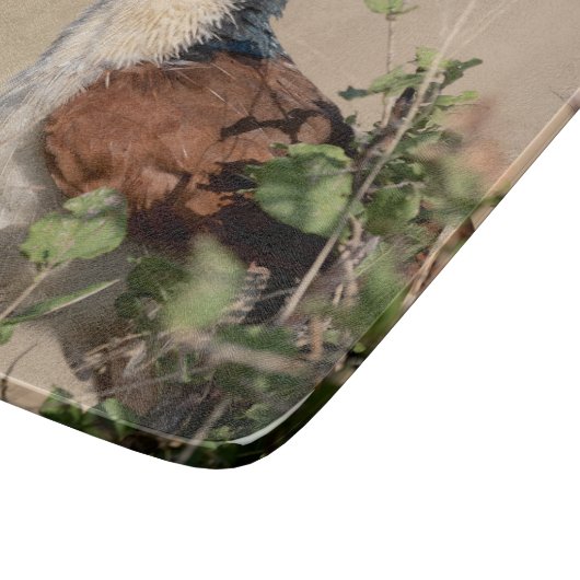 Burchell's Coucal Snijplank (Hoek)