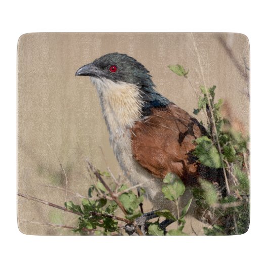 Burchell's Coucal Snijplank (Voorkant)
