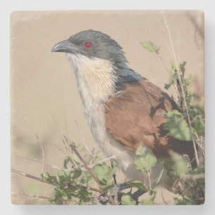 Burchell's Coucal Stenen Onderzetter