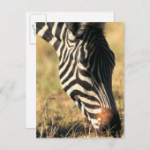 Burchells zebra briefkaart (Voorkant / Achterkant)