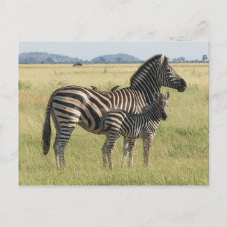 Burchell's zebra briefkaart, moeder met veulen briefkaart