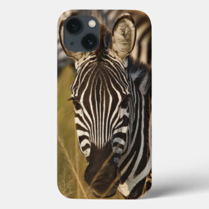 Burchell's Zebra in het zomergras, Masai iPhone 13 Hoesje