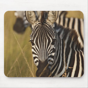 Burchell's Zebra in het zomergras, Masai Muismat