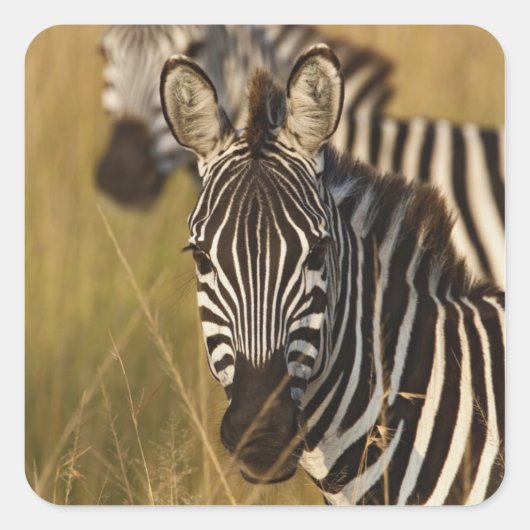 Burchell's Zebra in het zomergras, Masai Vierkante Sticker (Voorkant)