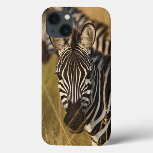 Burchell's zebra in hoog zomergras, Masai iPhone 13 Hoesje