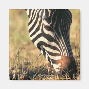 Burchells zebra magneet