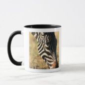 Burchell's zebra mok (Links)