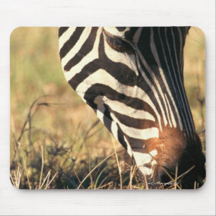 Burchells zebra muismat