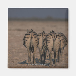 Burchell's Zebras Walking Magneet