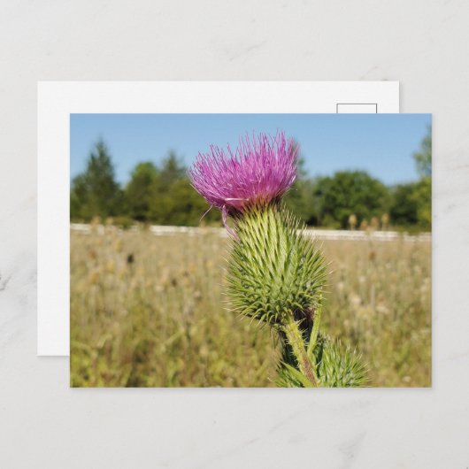Burdock Thistle briefkaart (Voorkant / Achterkant)