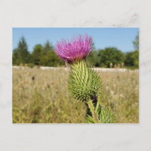 Burdock Thistle briefkaart