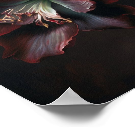 Burgundy Amaryllis Flower Art Imprimer Poster (Coin)