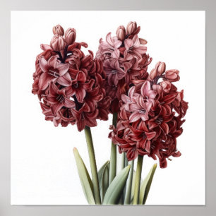 Burgundy Hyacinth Flower Art Imprimer Poster