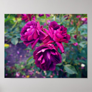 Burgundy Iceberg Rose #3 Poster