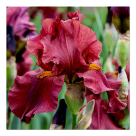 Burgundy Iris Flower Glossy Poster Perfect Poster