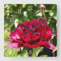 Burgundy peony