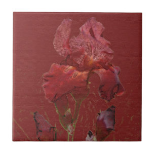 Burgundy Red Iris Garden Flower Tegeltje