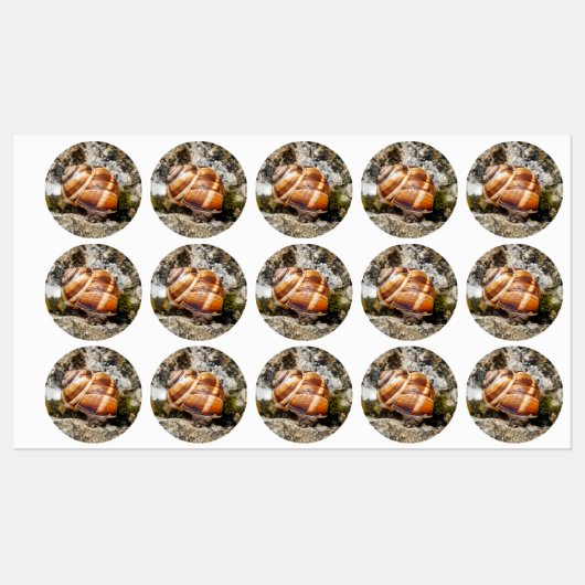 Burgundy snail  labels (Vel)