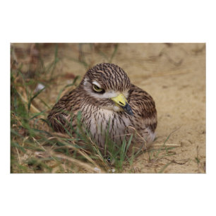 Burhinus oedicnemus perfect poster