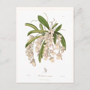 Burlingtonia venusta briefkaart