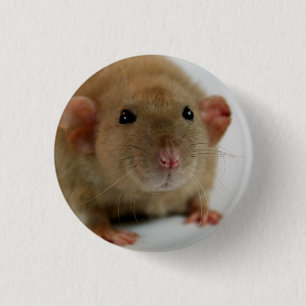 Burmese dumbo Rat Ronde Button 3,2 Cm