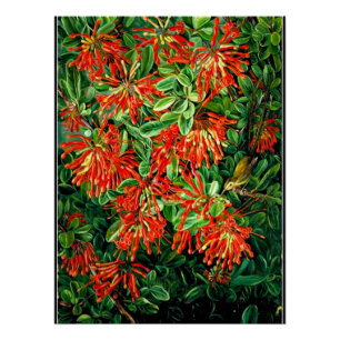 Burning Struik en Emu Wren of Chili, prima art, Perfect Poster