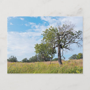 Burr Oak Trees en Prairie Briefkaart