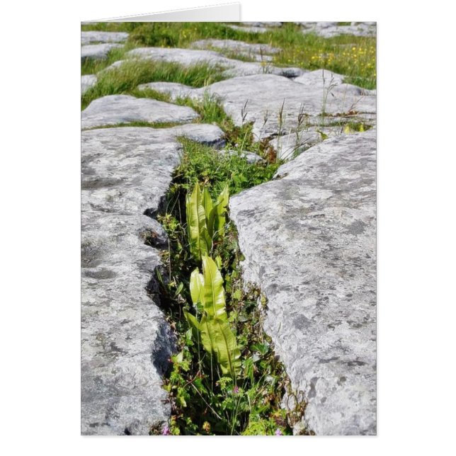 Burren Planten Limestone Rocks (Voorkant)