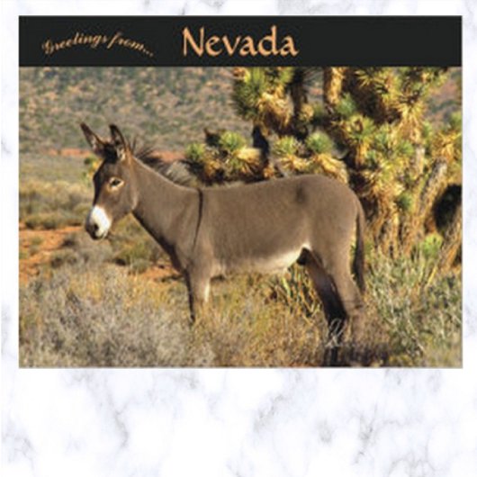 Burro in Nevada Briefkaart