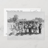 Burros Briefkaart (Voorkant / Achterkant)