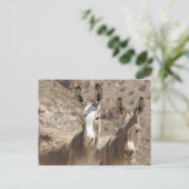 Burros sauvages, ânes, faune, carte postale (Debout devant)