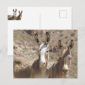 Burros sauvages, ânes, faune, carte postale (Devant / Derrière)