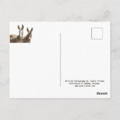 Burros sauvages, ânes, faune, carte postale (Dos)
