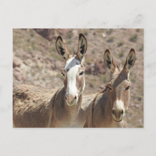 Burros sauvages, ânes, faune, carte postale (Devant)