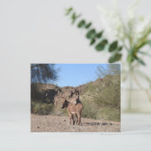 Burros sauvages, ânes, faune, carte postale (Debout devant)