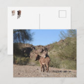 Burros sauvages, ânes, faune, carte postale (Devant / Derrière)