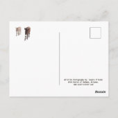 Burros sauvages, ânes, faune, carte postale (Dos)