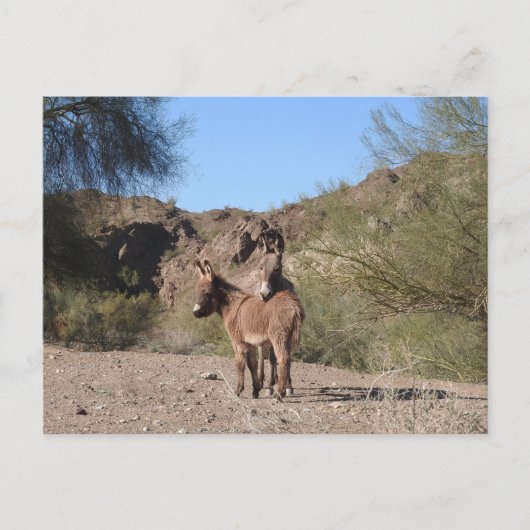 Burros sauvages, ânes, faune, carte postale (Devant)