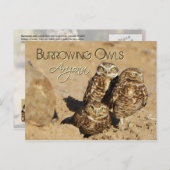 Burrowing owls, Arizona Briefkaart (Voorkant / Achterkant)