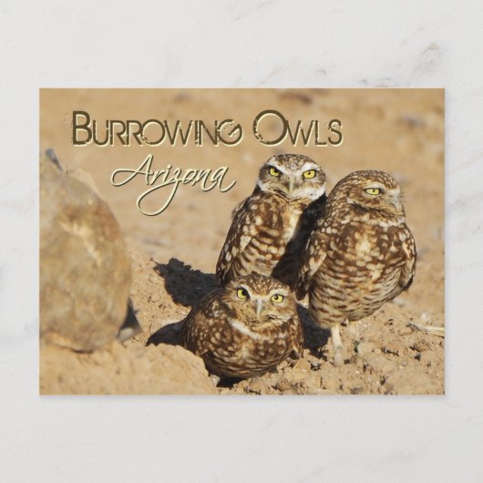 Burrowing owls, Arizona Briefkaart (Voorkant)