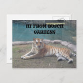 Busch Gardens Briefkaart (Voorkant / Achterkant)