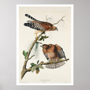 Buse à épaulettes par Audubon Poster